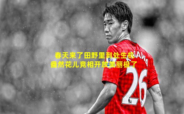 春天来了田野里到处生机盎然花儿竞相开放美丽极了
