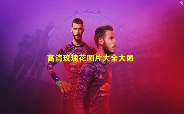 高清玫瑰花图片大全大图